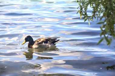 Göl kıyısındaki yaban ördeği sürüsü Yakından görülen bir ağacın yanında