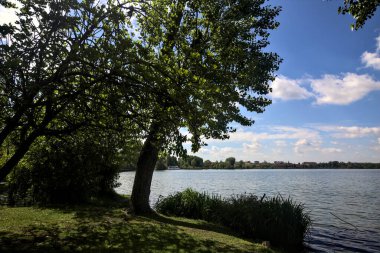 Güneşli bir günde yamuk bir ağaçla Lakeshore