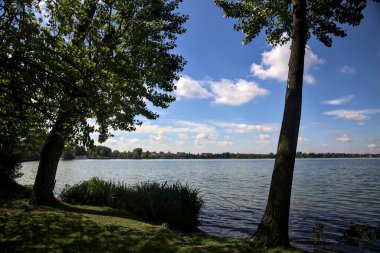 Güneşli bir günde yamuk bir ağaçla Lakeshore