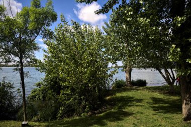 Güneşli bir günde, gölün kıyısındaki korulukta ağaçlar