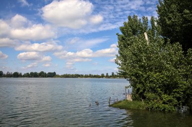 Güneşli bir günde, göl kenarındaki korulukta, suyun üzerinde nilüfer yaprağı var.