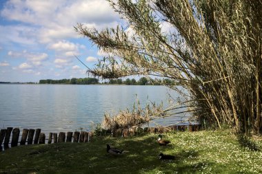 Göl kıyısındaki iskelede yaban ördekleri