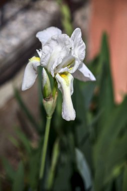 Vazodaki beyaz süsen çiçekleri