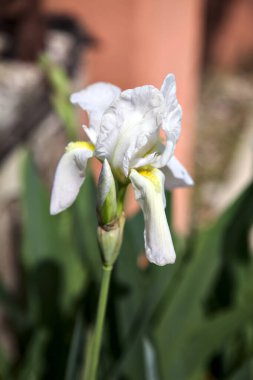Vazodaki beyaz süsen çiçekleri