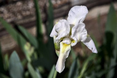 Vazodaki beyaz süsen çiçekleri