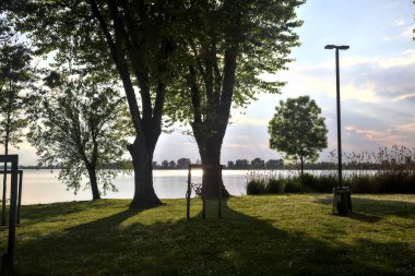 Gün batımında gölün kıyısında ıssız genç bir ağaç.