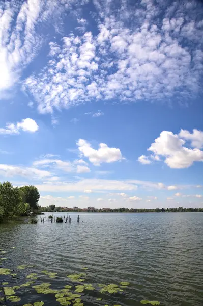 Grove Bord Lac Avec Des Nénuphars Sur Eau Par Une — Photo