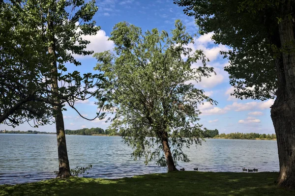 Lakeshore Wygiętym Drzewem Słoneczny Dzień — Zdjęcie stockowe