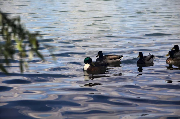 Flock Mallards Lakeshore Next Tree Seen Close — Stock Photo, Image