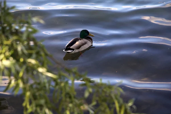 Een Kudde Wilde Eenden Bij Oever Van Het Meer Naast — Stockfoto