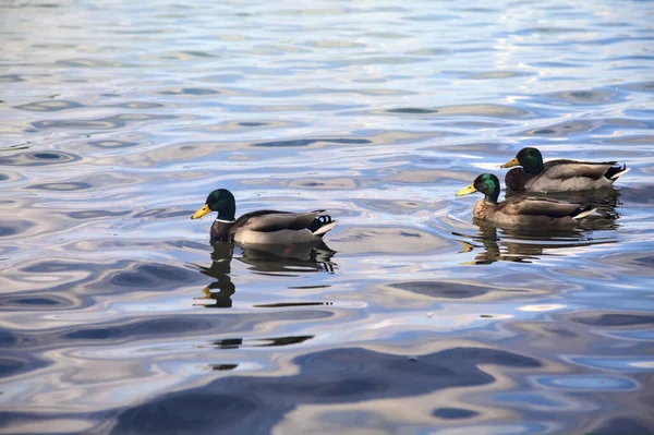 Flock Gräsänder Vid Sjön Bredvid Ett Träd Sett Nära Håll — Stockfoto