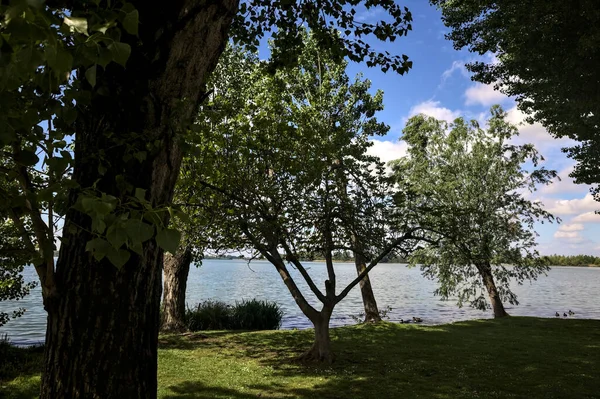 Lakeshore Bent Tree Sunny Day — Stock Photo, Image