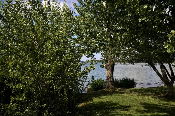 Drzewa Gaju Nad Brzegiem Jeziora Słoneczny Dzień — Zdjęcie stockowe