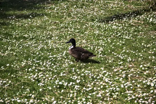 Mallard Marche Dans Les Marguerites — Photo