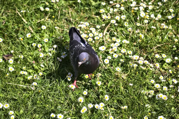 Tauben Laufen Den Gänseblümchen — Stockfoto
