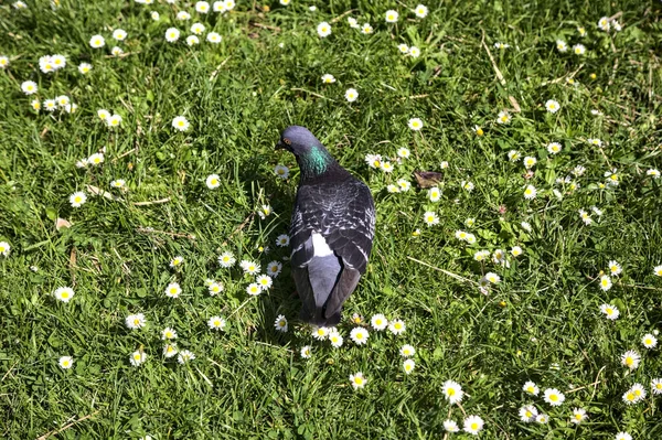 Pigeon Marche Dans Les Marguerites — Photo