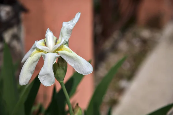 Bílé Duhovky Kvetou Váze — Stock fotografie