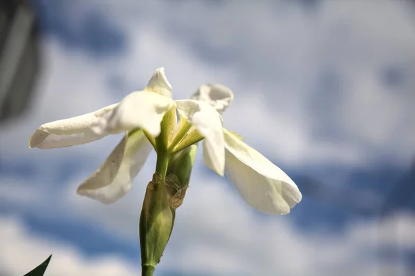 White Iris Sky Background — Stock Photo, Image