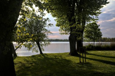 Gün batımında gölün kıyısında ıssız genç bir ağaç.