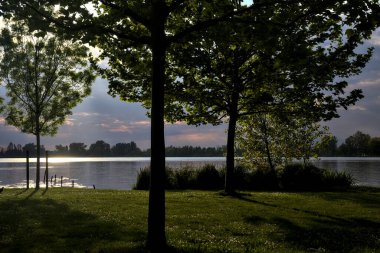 Gün batımında gölün kıyısında ıssız genç bir ağaç.