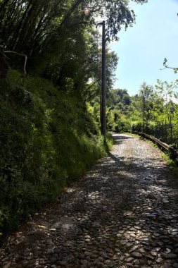 Gökyüzü açık ve bulutsuz bir ormanda yokuş yukarı asfalt bir yol.