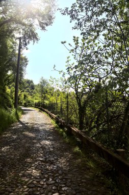 Gökyüzü açık ve bulutsuz bir ormanda yokuş yukarı asfalt bir yol.