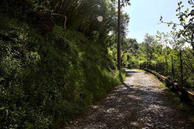 Gökyüzü açık ve bulutsuz bir ormanda yokuş yukarı asfalt bir yol.