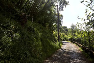 Gökyüzü açık ve bulutsuz bir ormanda yokuş yukarı asfalt bir yol.