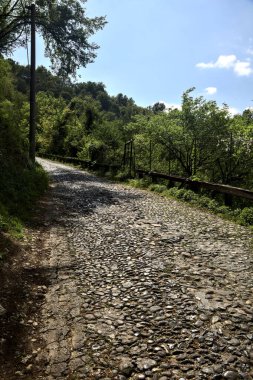 Gökyüzü açık ve bulutsuz bir ormanda yokuş yukarı asfalt bir yol.