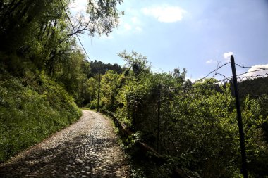 Gökyüzü açık ve bulutsuz bir ormanda yokuş yukarı asfalt bir yol.
