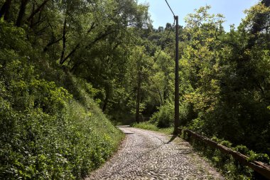 Gökyüzü açık ve bulutsuz bir ormanda yokuş yukarı asfalt bir yol.
