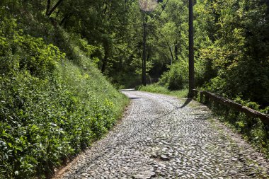 Güneşli bir günde, ormanın tepesinde asfalt bir yol.