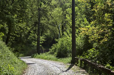 Güneşli bir günde, ormanın tepesinde asfalt bir yol.