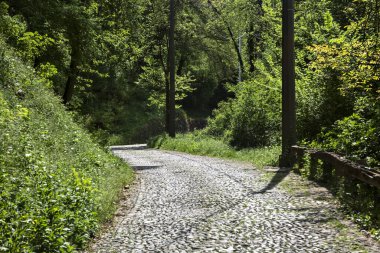 Güneşli bir günde, ormanın tepesinde asfalt bir yol.