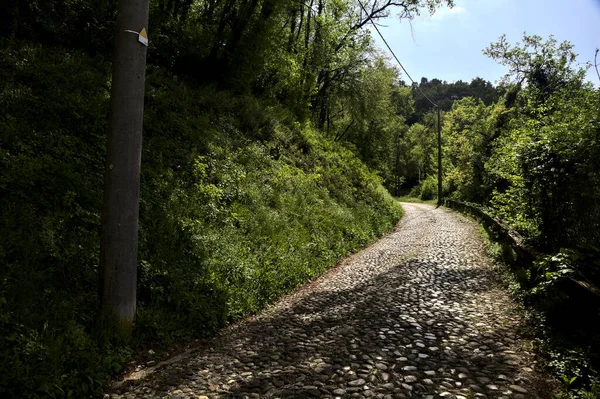 Camino Pavimentado Bosque Con Cielo Despejado Con Nubes Claramente Visibles — Foto de Stock