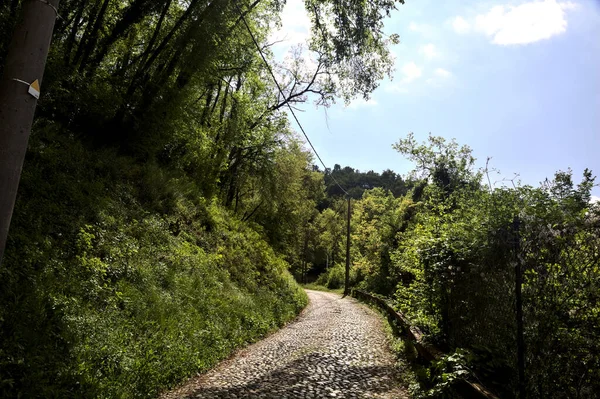 Route Asphaltée Dans Une Forêt Avec Ciel Clair Avec Des — Photo