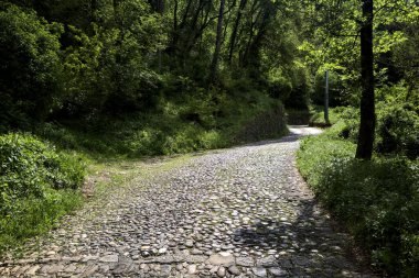 Güneşli bir günde, ormanın tepesinde asfalt bir yol.