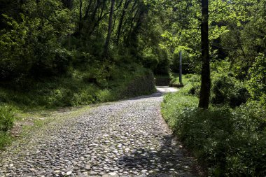 Güneşli bir günde, ormanın tepesinde asfalt bir yol.