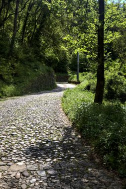 Güneşli bir günde, ormanın tepesinde asfalt bir yol.