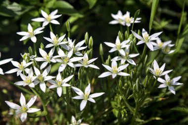 Yaban Ornithogalum, bir yolun kenarında, yakından görülüyor.