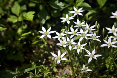 Yaban Ornithogalum, bir yolun kenarında, yakından görülüyor.
