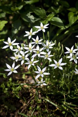 Yaban Ornithogalum, bir yolun kenarında, yakından görülüyor.