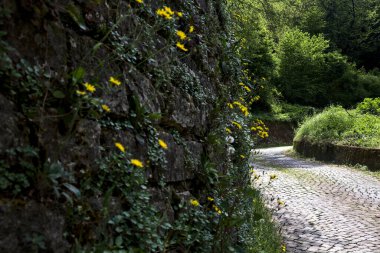 Güneşli bir günde, ormanın kenarında taş bir tuğla duvarla çevrili karahindibalarla dolu bir yol.