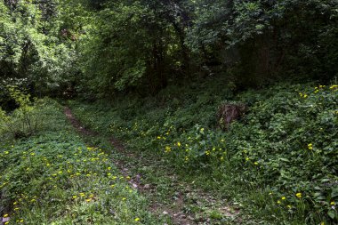 Ormandaki toprak yol ormana çıkar.