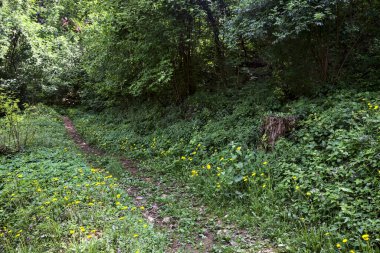 Ormandaki toprak yol ormana çıkar.