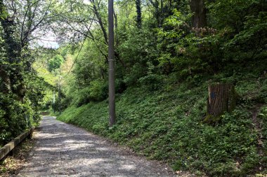 Güneşli bir günde, ormanda gölgeli bir yol