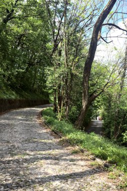 Yokuş yukarı asfalt bir yol ve yokuş aşağı asfalt bir yol arasındaki bir orman yolunda çatal