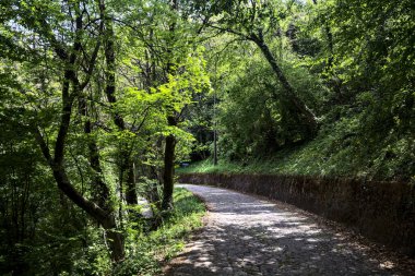 Güneşli bir günde, ormanda gölgeli bir yol