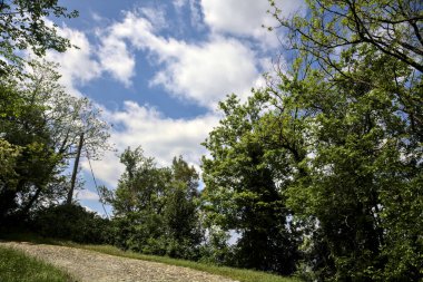 Ormandaki kaldırımlı bir yolda eğilin. Arkasında bulutlar olan berrak bir gökyüzü.