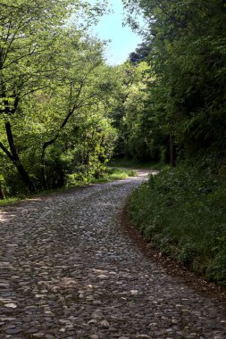 Güneşli bir günde, ormanda gölgeli bir yol